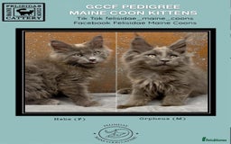 Maine Coon cats for sale: Championship bloodline GCCF Maine Coon kittens - Image 1