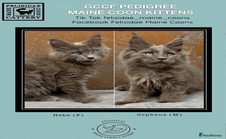 Maine Coon cats - Advert 13