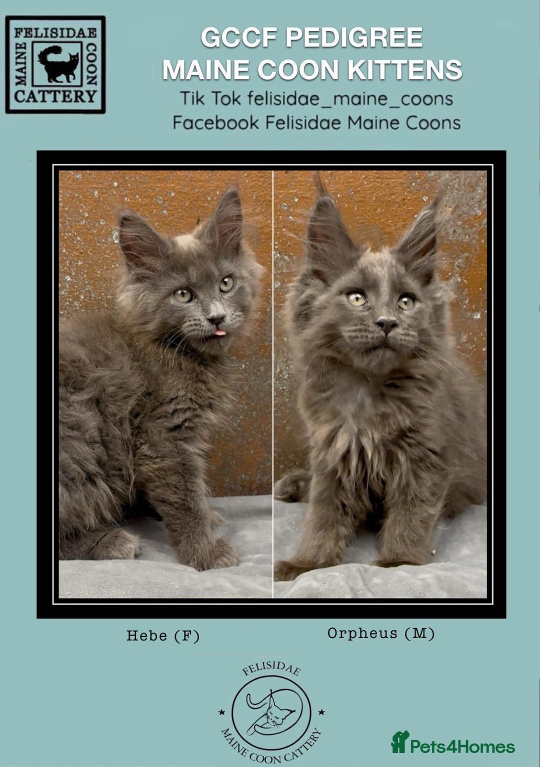 Maine Coon cats for sale: Championship bloodline GCCF Maine Coon kittens - Image 1