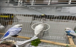 Budgerigars birds for sale: Beautiful Adult Budgies - Advert 3