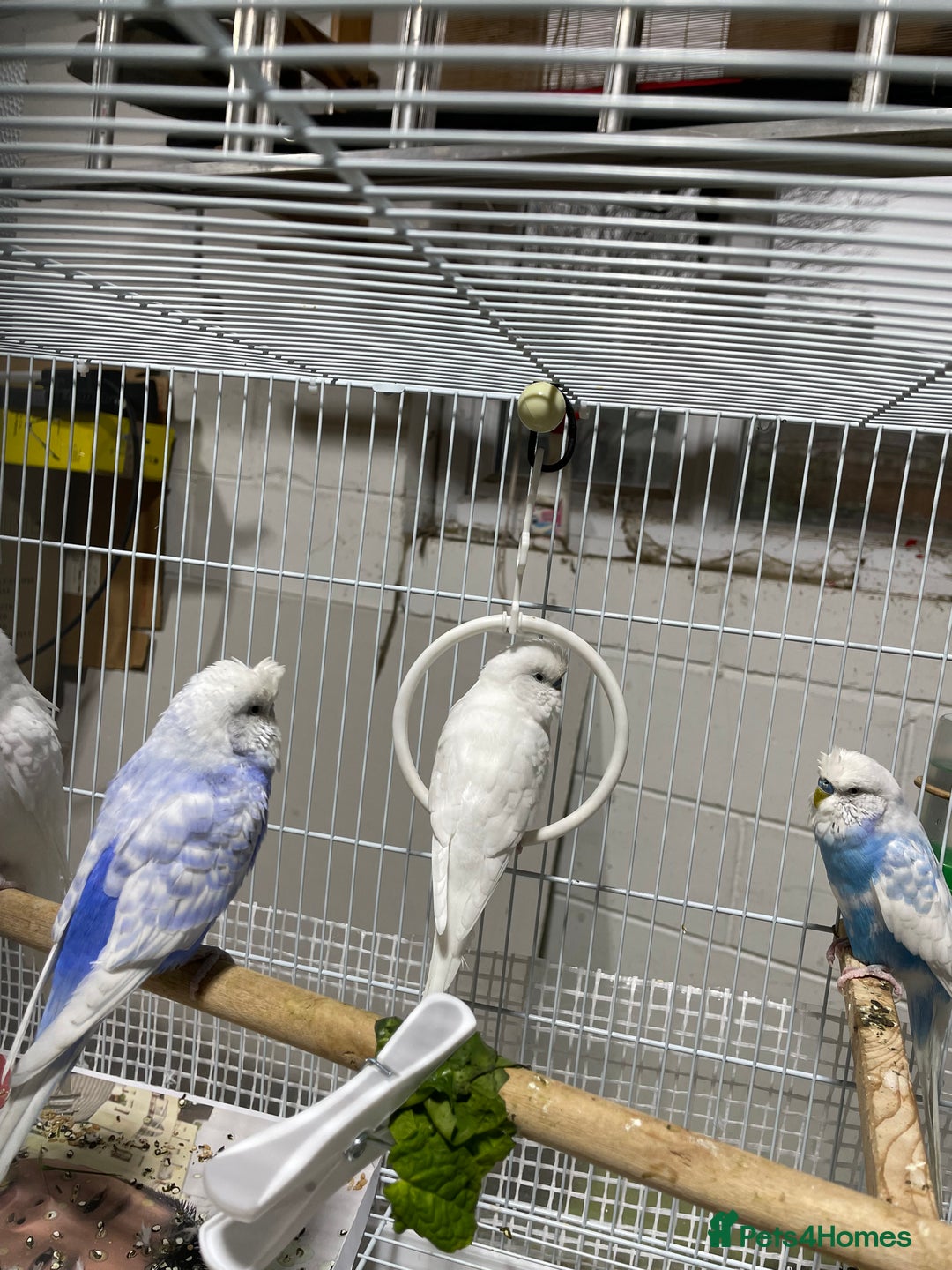 Budgerigars birds for sale: Beautiful Adult Budgies - Advert 3