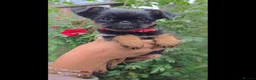Griffon Bruxellois dogs for sale: Stunning Griffon Bruxellois puppies KC registered - Advert 4