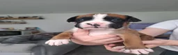 Boxer dogs for sale: KC Registered Boxer Puppies Bobtail/tailed - Advert 3