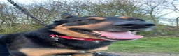 German Shepherd dogs for stud: Available for stud German shepherd cross in Liversedge - Advert 4