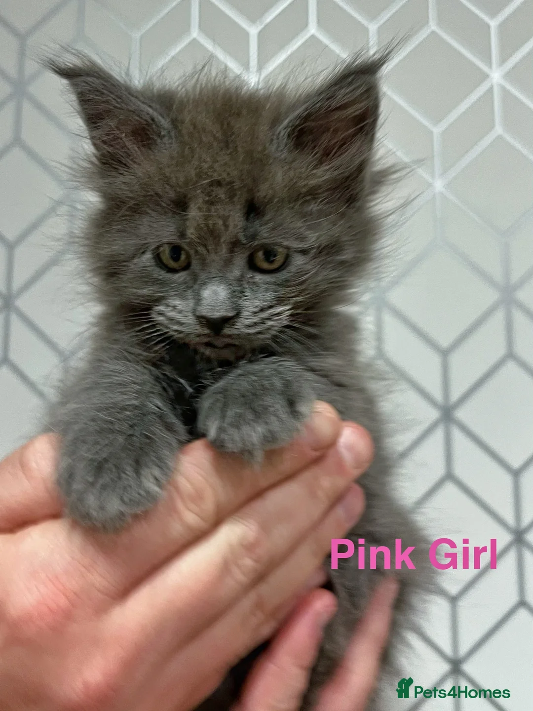 Maine Coon cats for sale: Maine coon last blue girl available 💜 - Advert 17