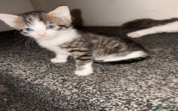Turkish Van cats for sale: Cat mix beauty  - Image 5