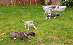 Whippet dogs for sale: Quality KC reg Whippet Puppies - Image 3