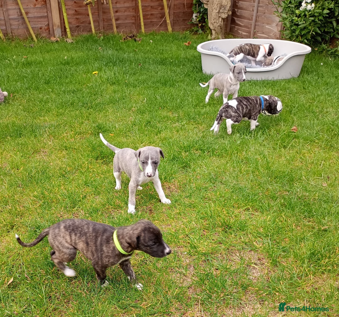 Whippet dogs for sale: Quality KC reg Whippet Puppies - Image 3