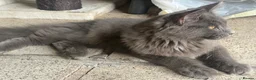 Maine Coon cats for sale: SAD XXL Blue Male Maine Coon Kitten (5 Months Old) - Advert 4