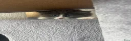 Mixed Breed cats for sale: Gorgeous ragdoll mixed breed  in Pontefract - Advert 14
