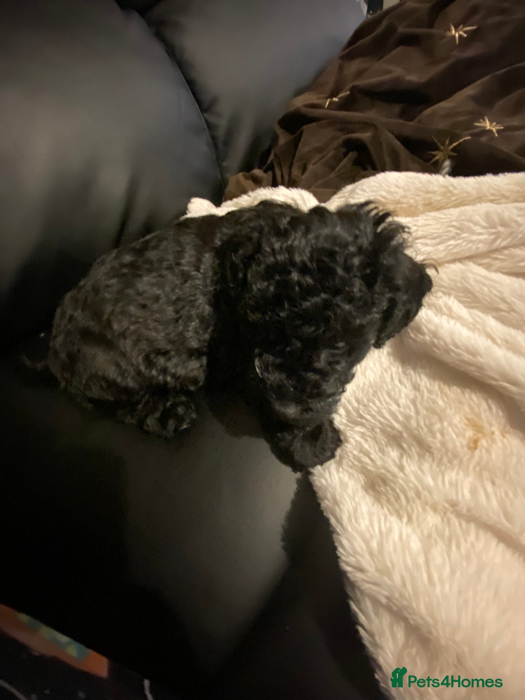 Toy Poodle dogs for sale: Beautiful Toy Poodle Pups  - Advert 29