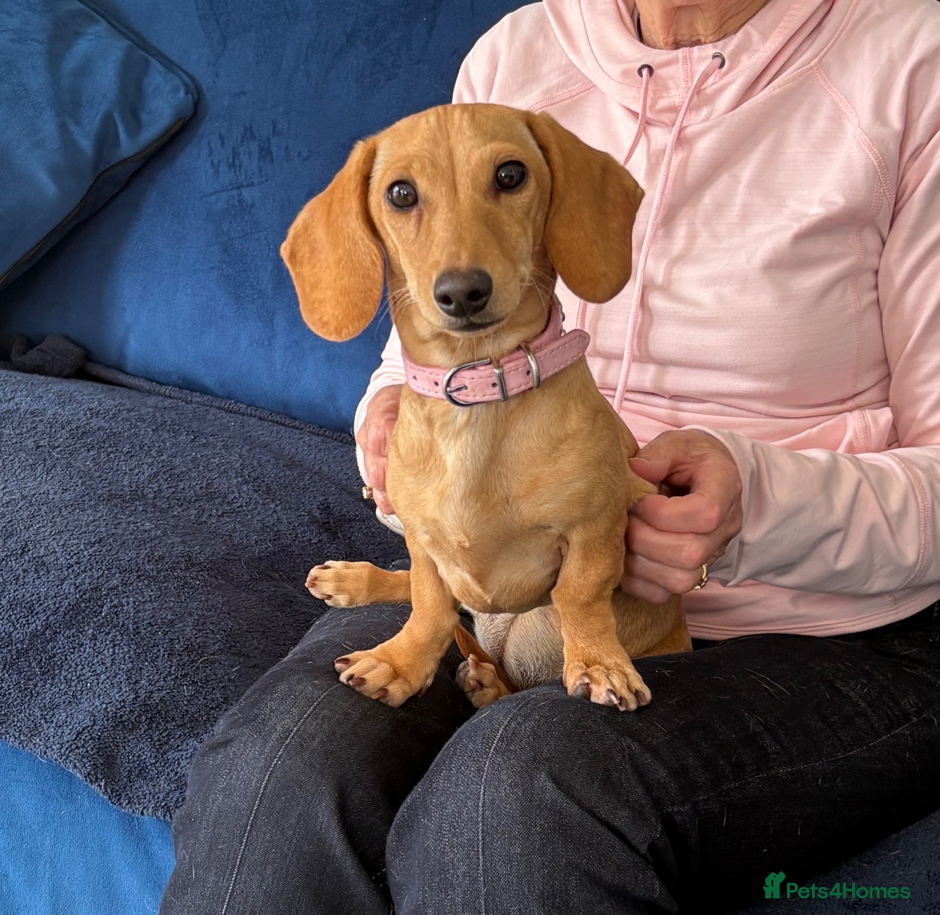 Miniature Dachshund dogs Smooth haired female mini dachshund pup - Advert 1