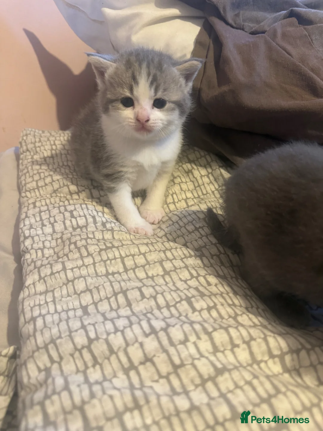British Shorthair cats for sale: mixed british short hair  - Advert 2