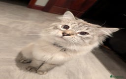 Siberian cats for sale: 1 year old Siberian (Loki) - Image 2