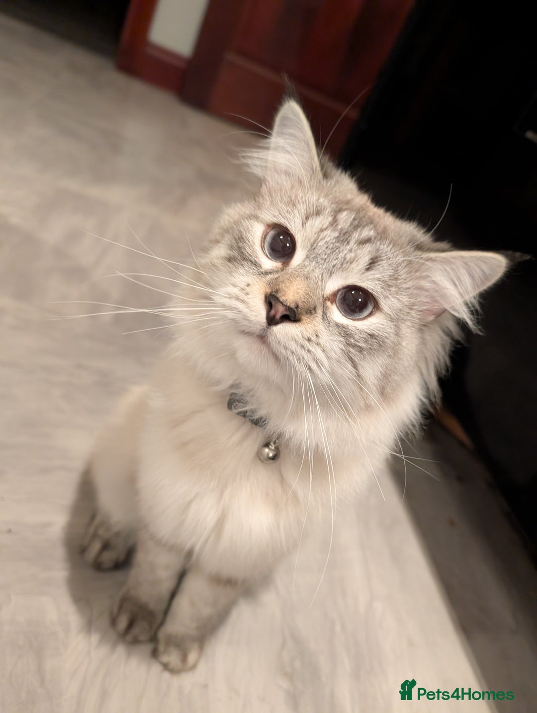 Siberian cats for sale: 1 year old Siberian (Loki) - Image 2