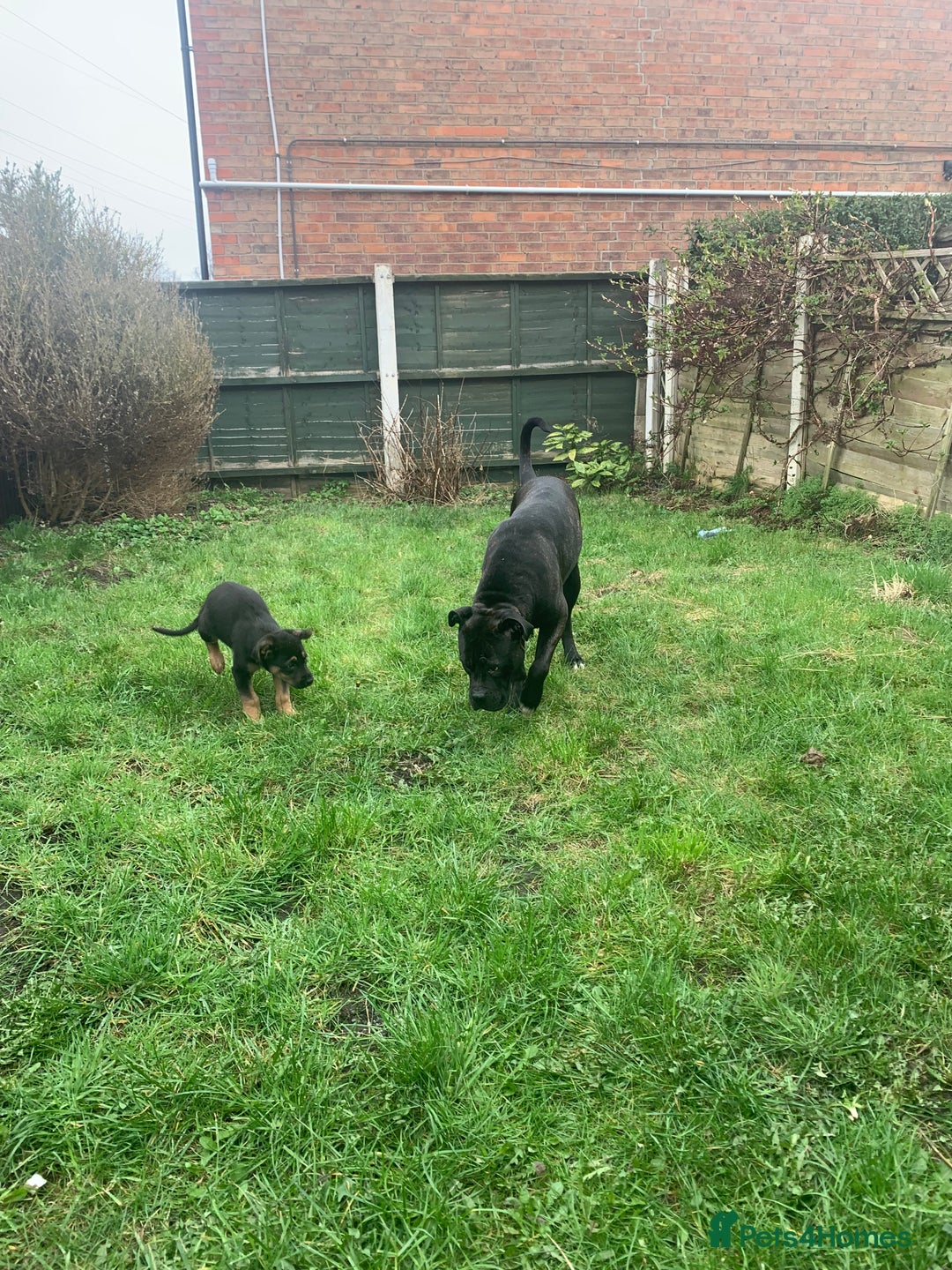 Mixed Breed dogs for sale: 2 year old female cane corso cross boxer - Image 4