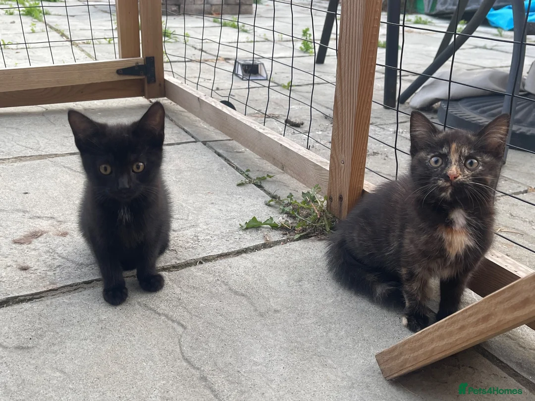Mixed Breed cats for sale: 3 Female Kittens in Portsmouth - Advert 8