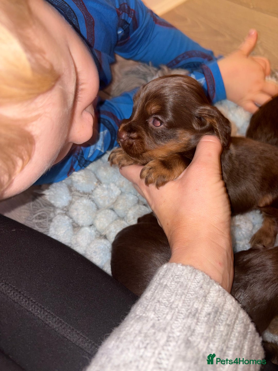 Cocker Spaniel dogs for sale: Cocker spaniel puppies  - Advert 10