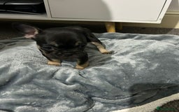 French Bulldog dogs for sale: French dog for sale  - Image 29