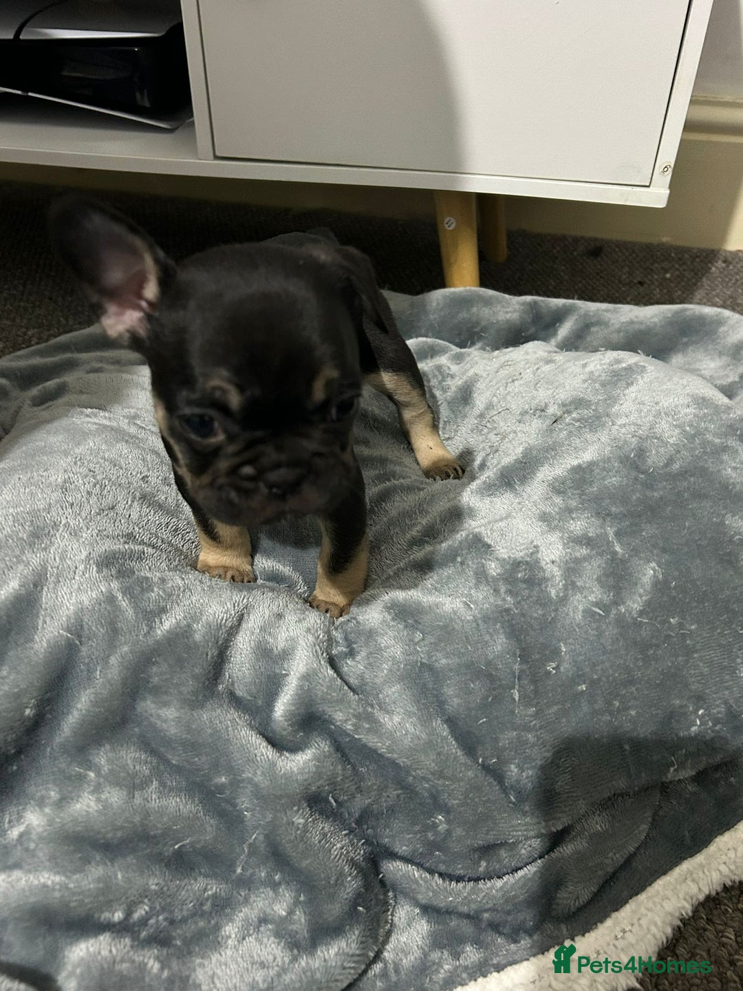French Bulldog dogs for sale: French dog for sale  - Image 29