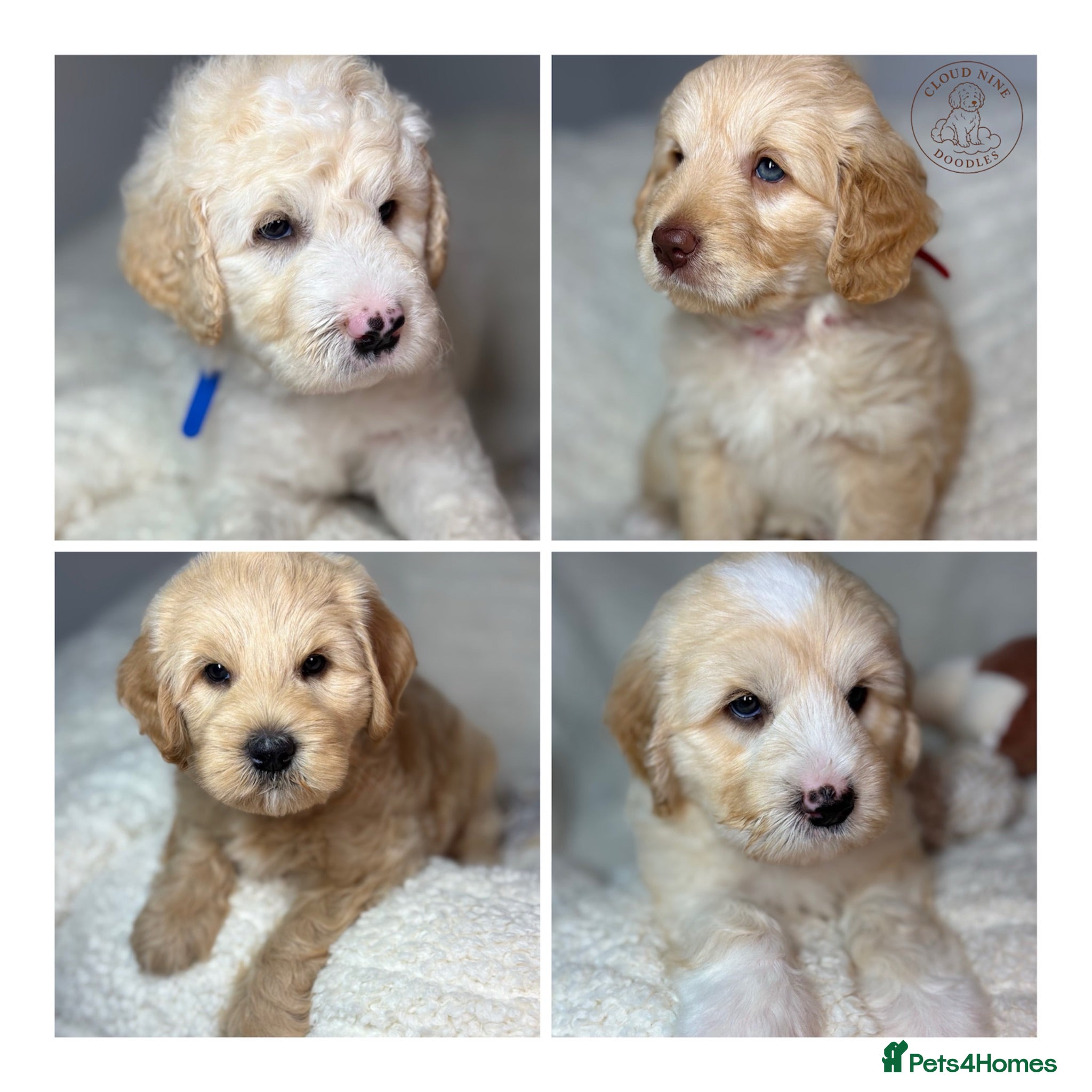 Australian Labradoodle dogs Multigen Australian Labradoodle x Goldendoodle - Advert 1