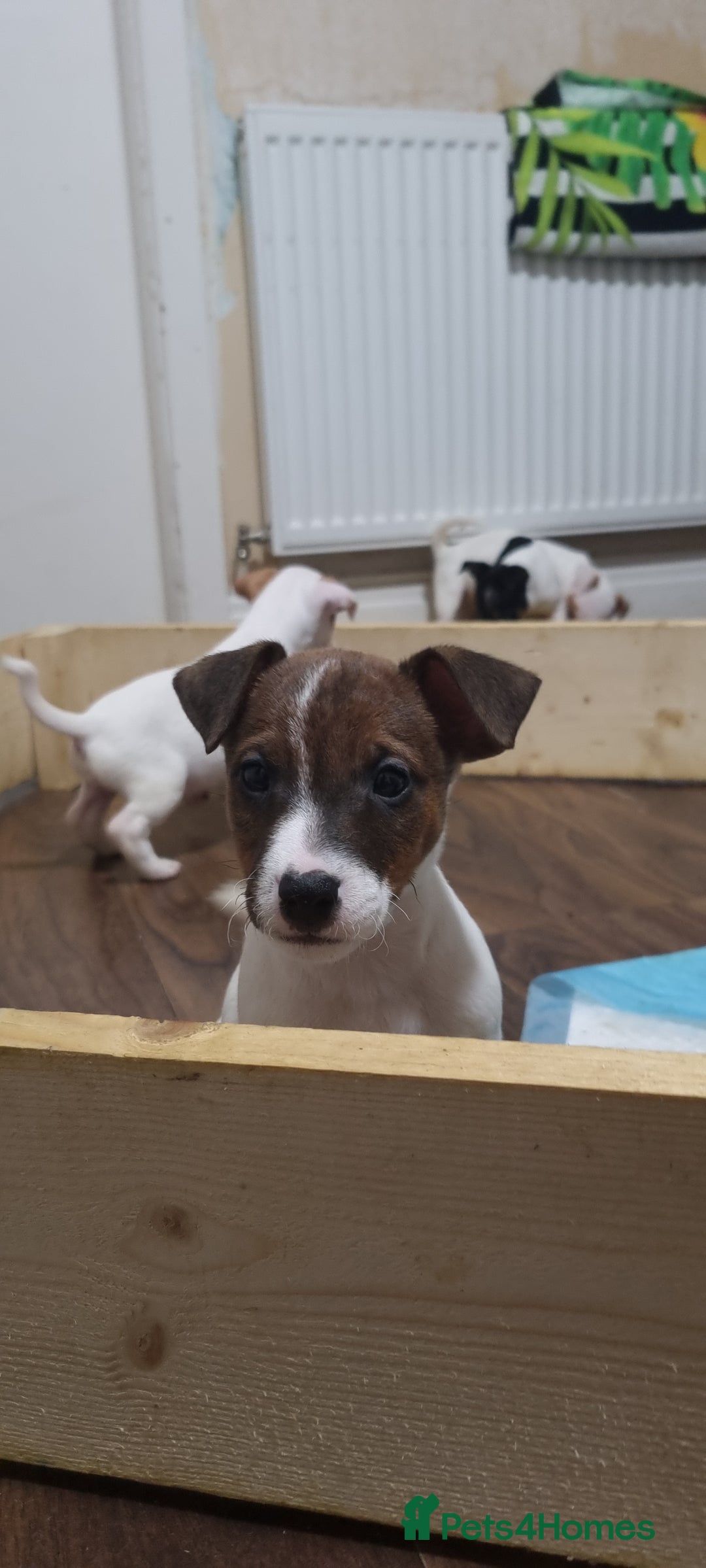 Jack Russell dogs for sale: Jack Russel puppies  - Advert 22