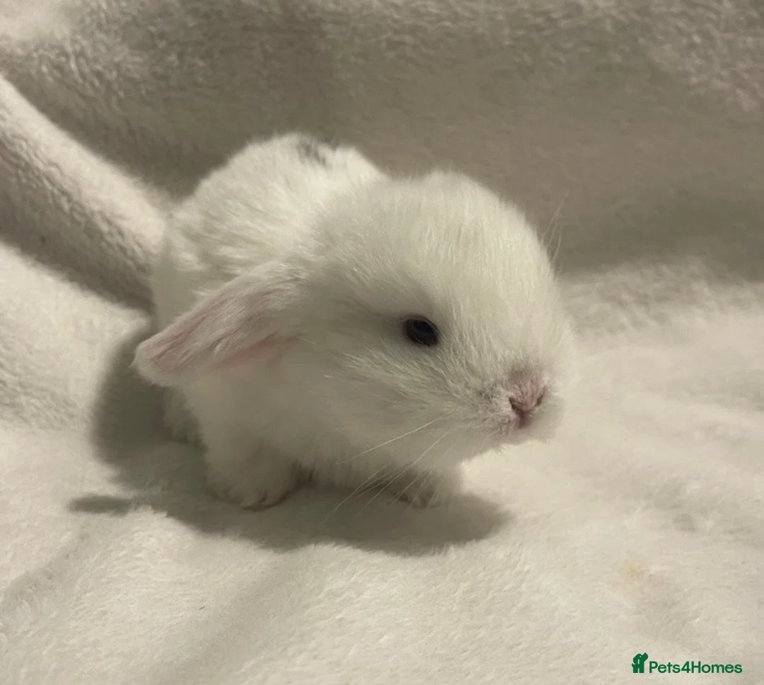 Mini Lop rabbits for sale: Beautiful Mini Lop Rabbits. - Advert 1