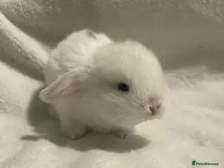 Mini Lop rabbits Beautiful Mini Lop Rabbits. - Advert 2