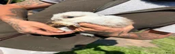 Mixed Breed rabbits for sale: Rabbits in Sunderland - Advert 16