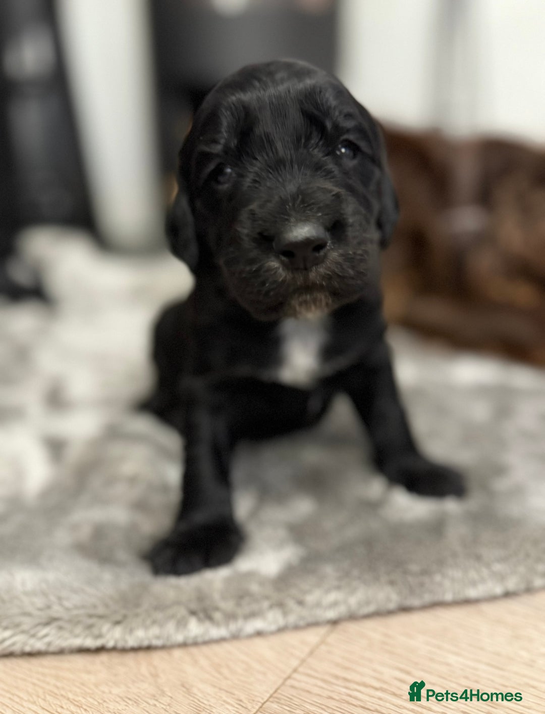 Cocker Spaniel dogs for sale: 7 cocker spaniel puppies for sale  - Advert 23