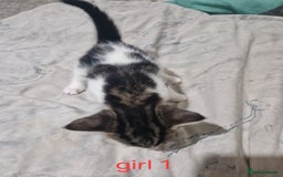 Mixed Breed cats for sale: Georgous playfull kittens  - Image 8