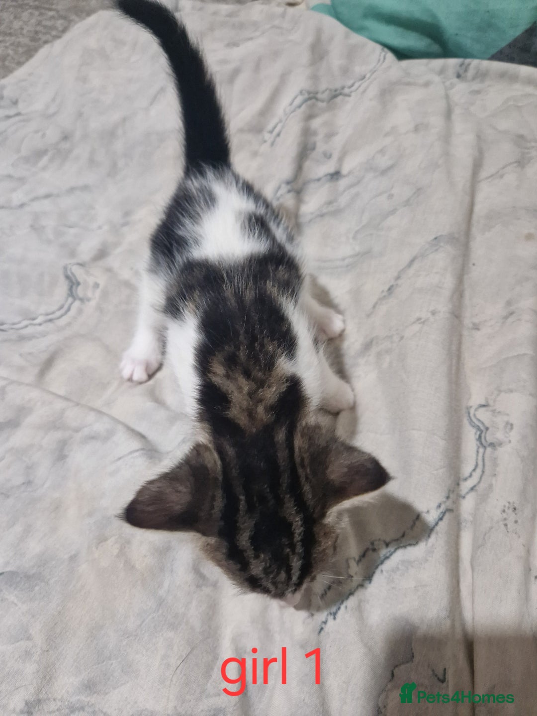 Mixed Breed cats for sale: Georgous playfull kittens  - Image 8