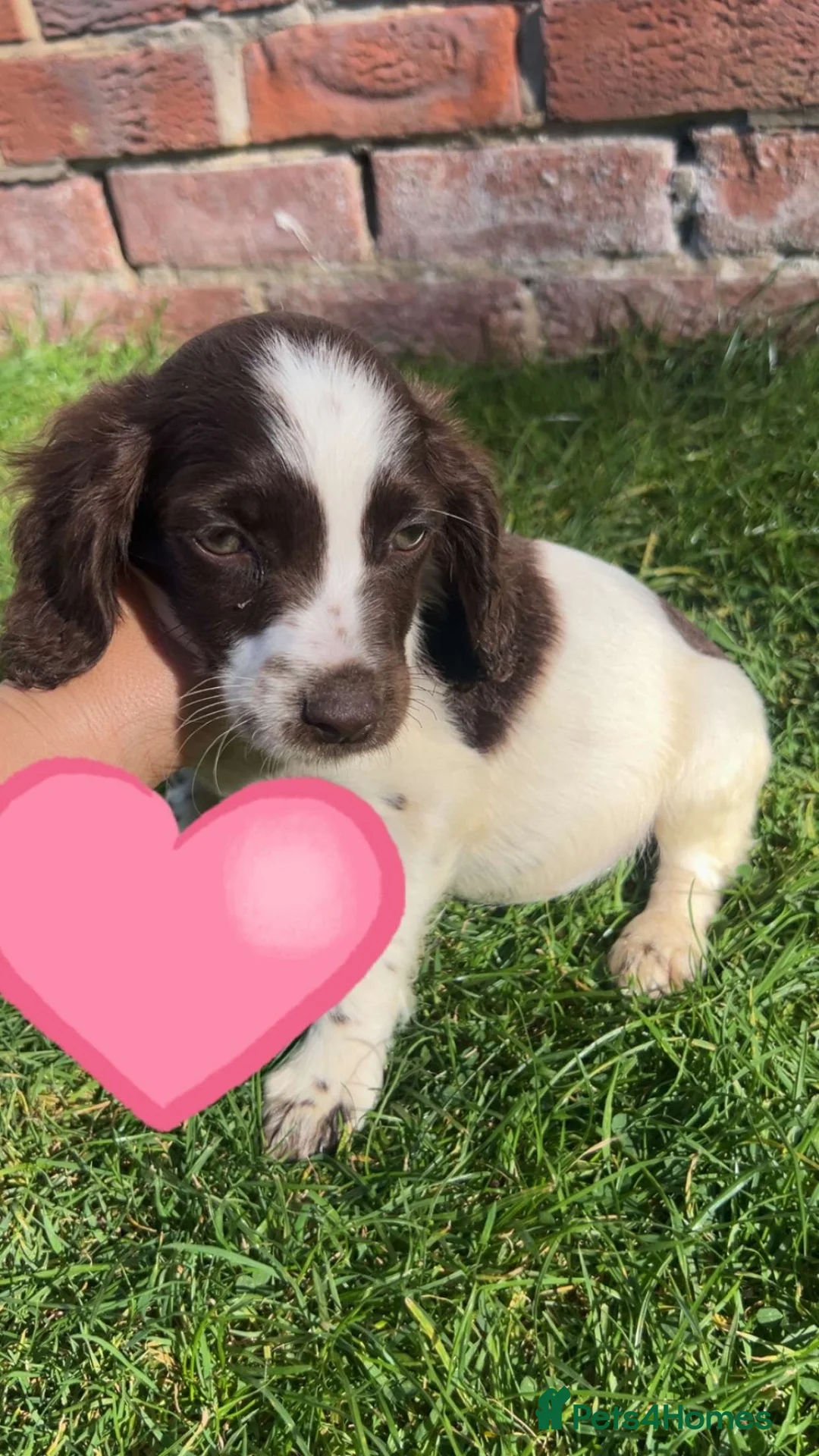 Cocker Spaniel dogs for sale: Cocker spaniel girls - Advert 2