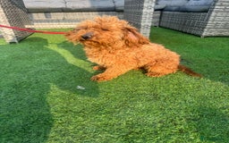 Cockapoo dogs for sale: Golden Cockapoo Girl for rehoming  - Image 2