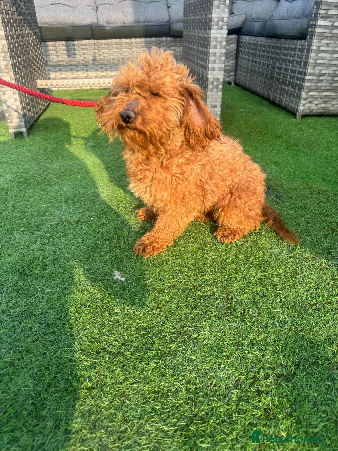 Cockapoo dogs for sale: Golden Cockapoo Girl for rehoming  - Image 2