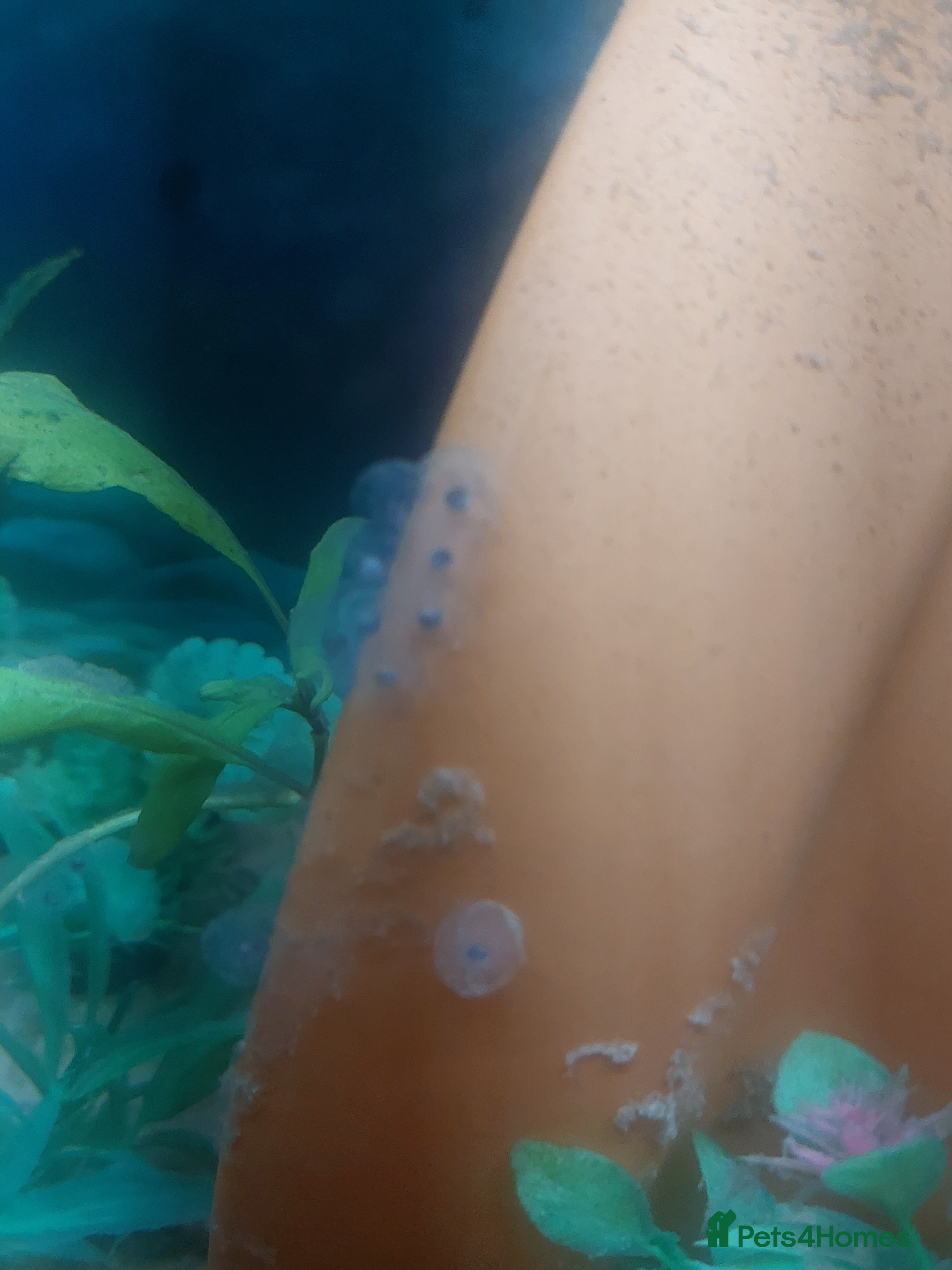 Axolotl reptiles 10 x Axolotl Eggs free UK postage - Advert 1