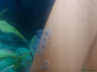 Axolotl reptiles 10 x Axolotl Eggs free UK postage - Advert 2