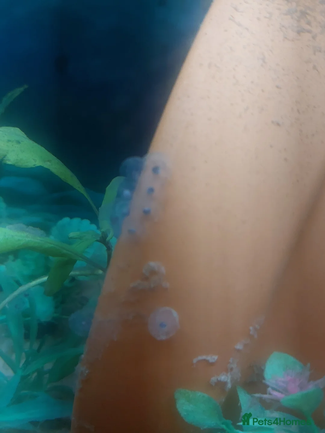 Axolotl reptiles for sale: 10 x Axolotl Eggs free UK postage - Advert 1