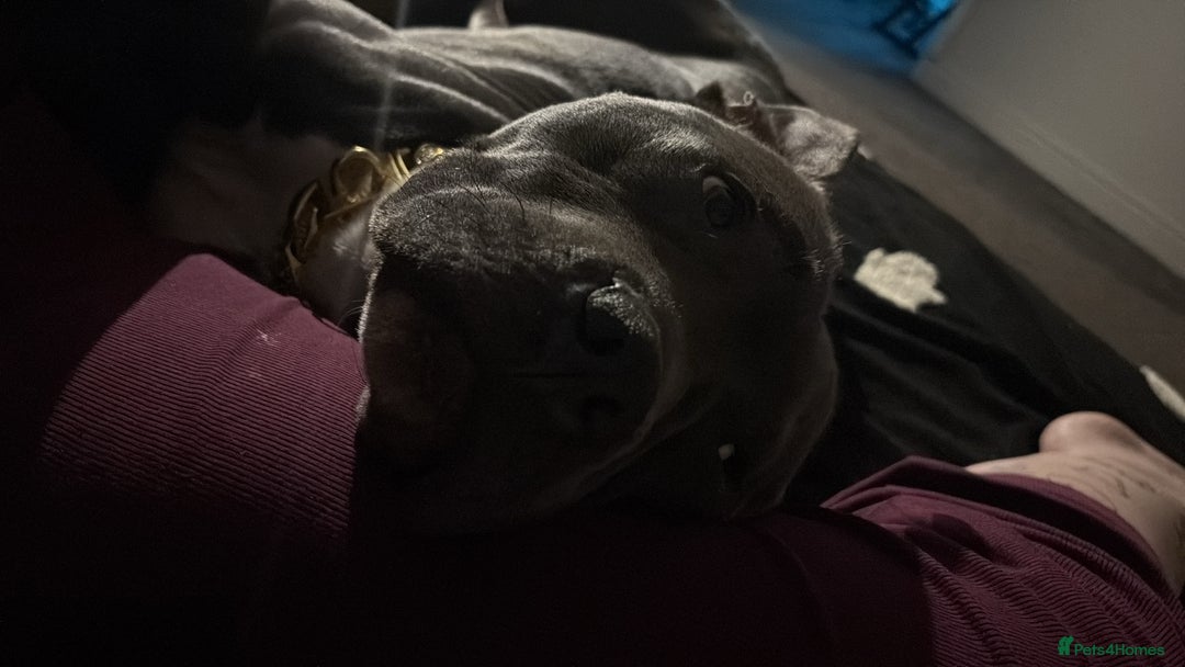 Staffordshire Bull Terrier dogs for sale: Dog looking for new home - Advert 7