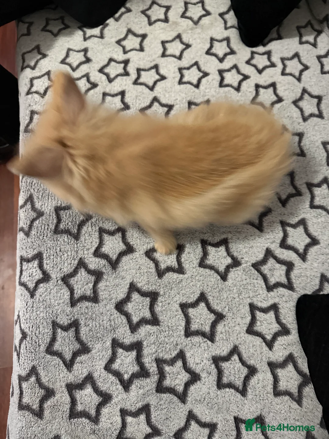 Mini Lop rabbits for sale: Mini lop for sale - Advert 2