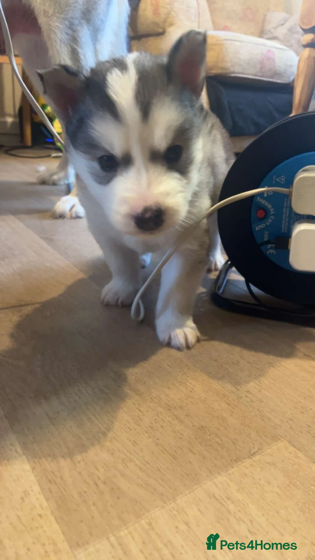 Siberian Husky dogs for sale: Siberian husky - Advert 4