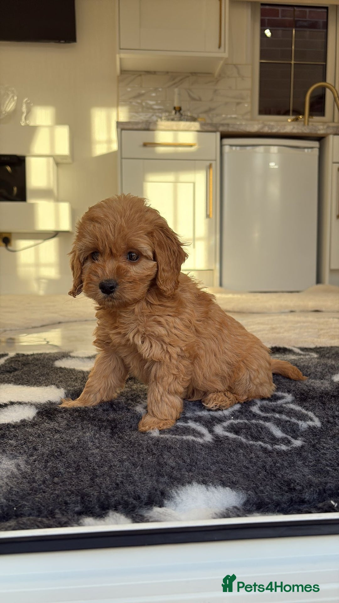 Cockapoo dogs for sale: F1 pra clear Cockapoos(council lincesed breeder) - Advert 17