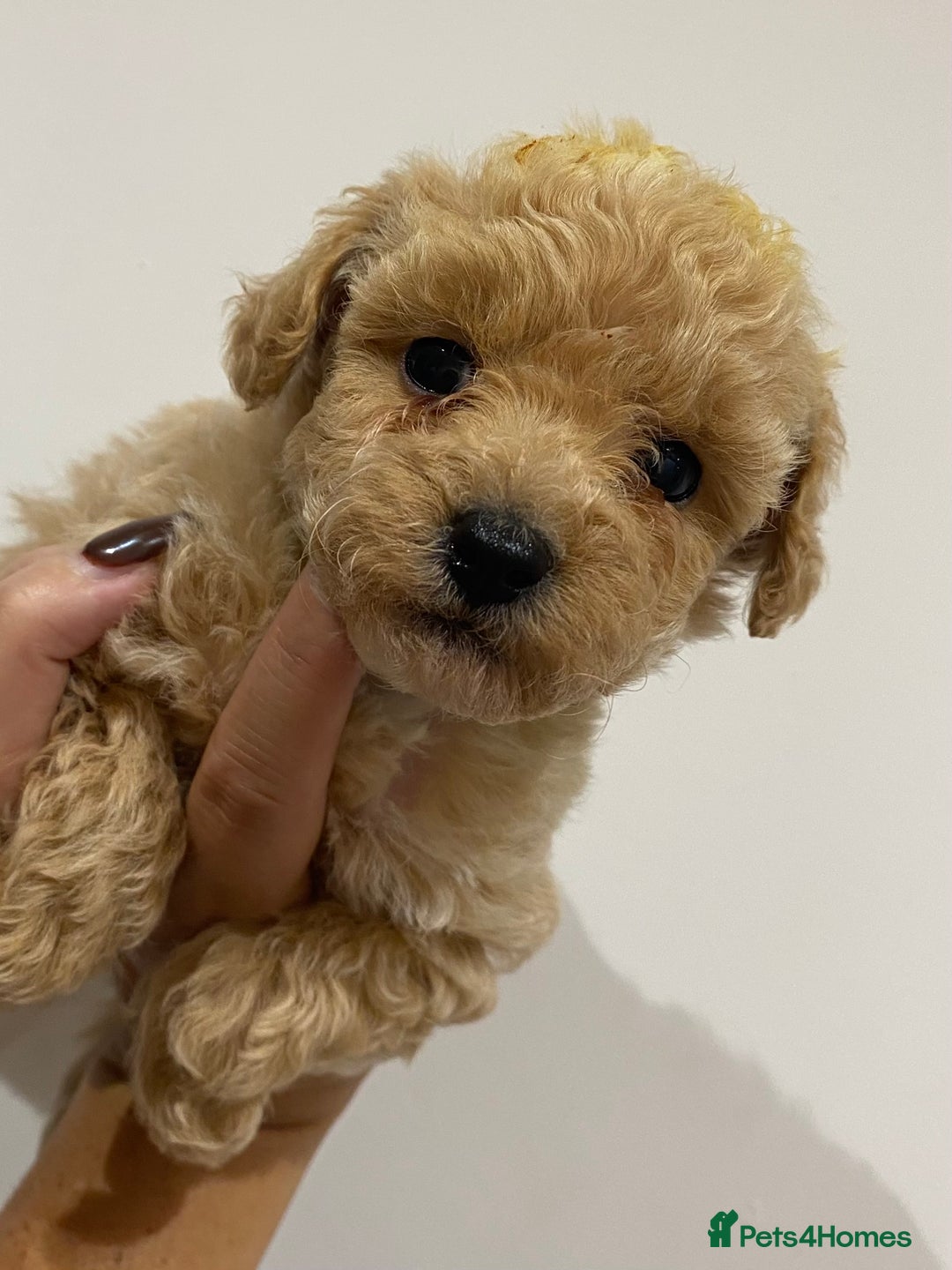 Poochon dogs for sale: F1B Poochon’s - Image 5