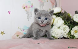 Russian Blue cats for sale: *TOP* Quality TICA GCCF Russsian Blue Kittens - Image 4