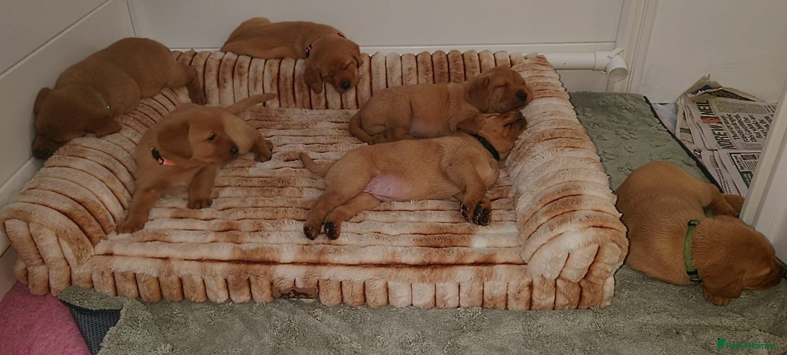 Labrador Retriever dogs Beautiful KC Registered Fox Red Labrador Puppies - Advert 3