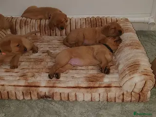 Labrador Retriever dogs Beautiful KC Registered Fox Red Labrador Puppies - Advert 3