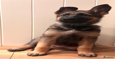 German Shepherd dogs - Advert 5