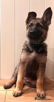 German Shepherd dogs - Advert 5