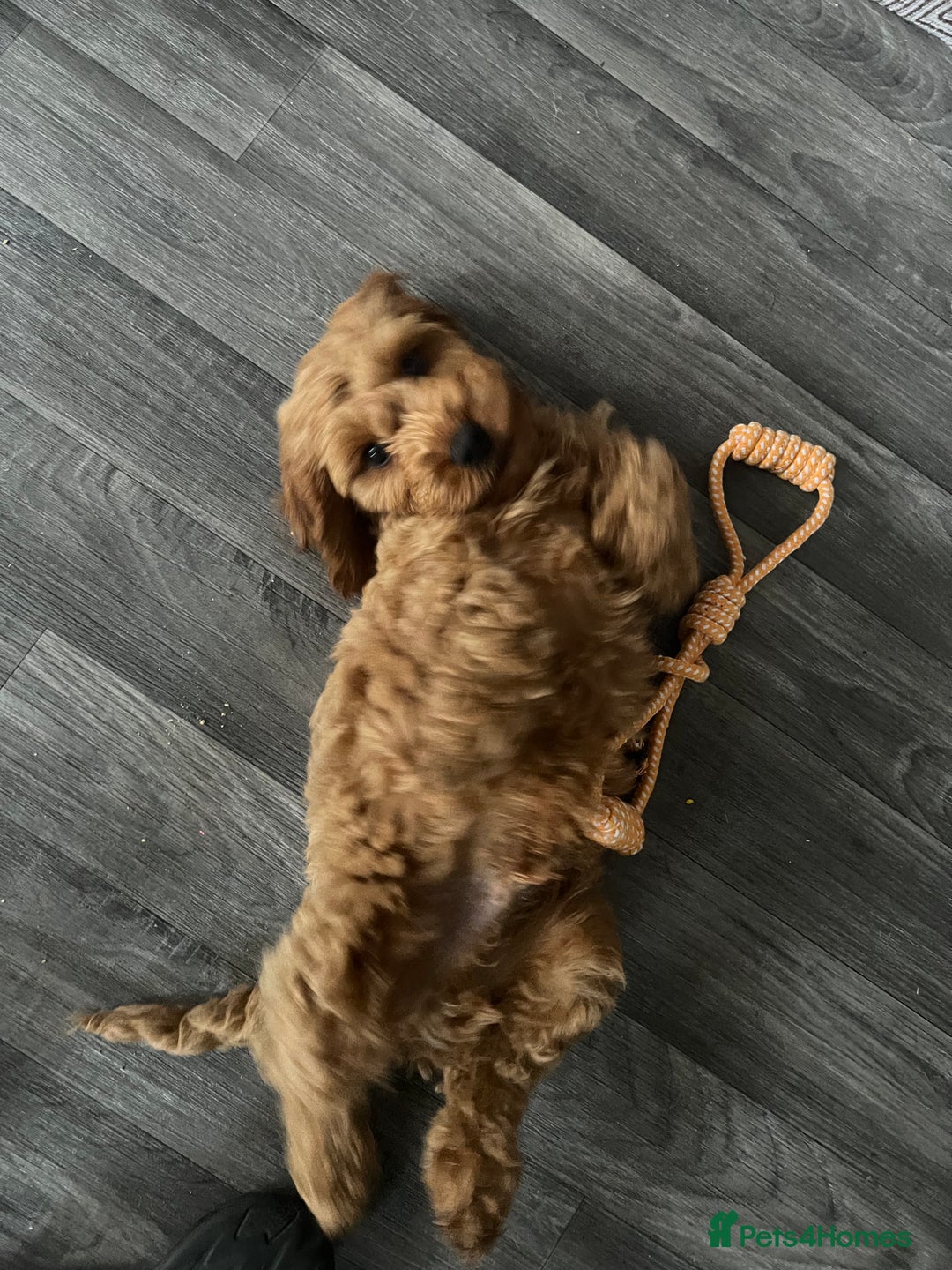 Cockapoo dogs for stud: 1 year old cockapoo for stud - Image 18
