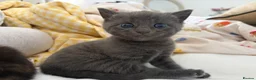 Khao Manee cats for sale: Grey half khao manee - Advert 7